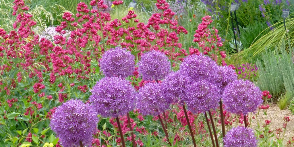 HCGPlants's tweet photo. One of the best perks of fall planting? 
Combining bulbs and perennials! Here are 3 favorite combinations. 

-Centranthus and Alliums
-Creeping Phlox and Daffodils or Tulips
-Nepeta or Candytuft and Tulips

Save these for your garden design inspiration!
https://t.co/VaUKBm0BbH https://t.co/9ay0bDPPPZ