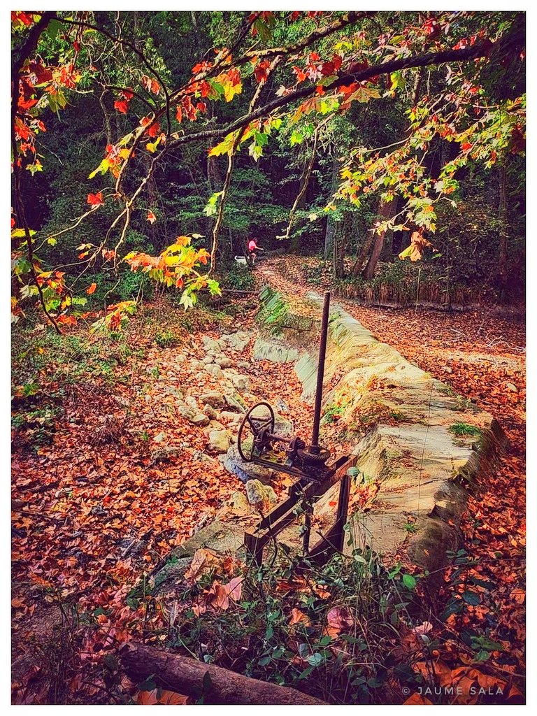 jaumesala5's tweet photo. "La tardor és una segona primavera,
en que cada fulla és una flor"🍁🍂
Albert Camús 📝
Foto: © Jaume Sala 📸 
#tardor #fulles #paisatge #natura
#hacerfotos #AutumnBeauty #nature
#autumn #photograghy #NatureIsLife
#NatureBeauty #PhotographyIsArt https://t.co/ibs4mjTuRb