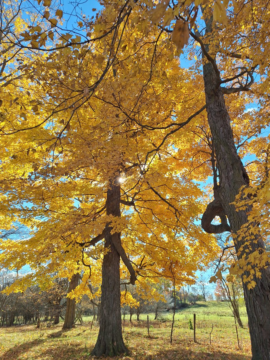 levacas's tweet image. Went for a walk along my favorite trail today. I missed all the colors but it was still a gorgeous day!