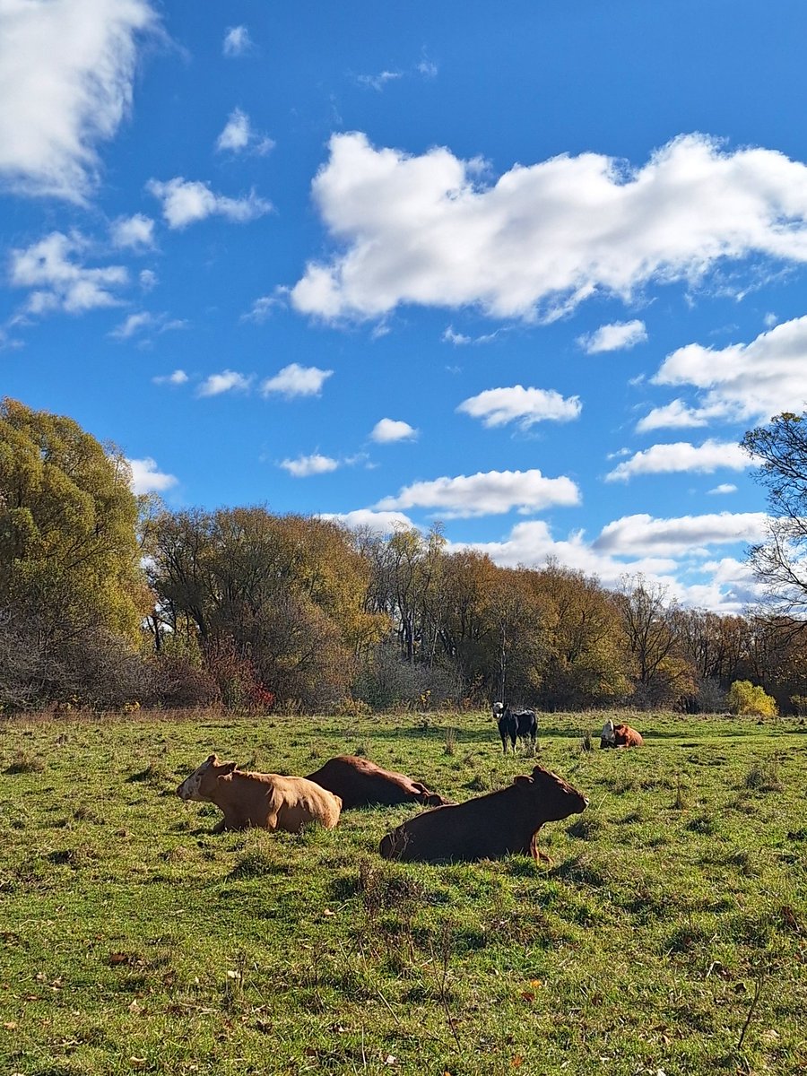 levacas's tweet image. Went for a walk along my favorite trail today. I missed all the colors but it was still a gorgeous day!