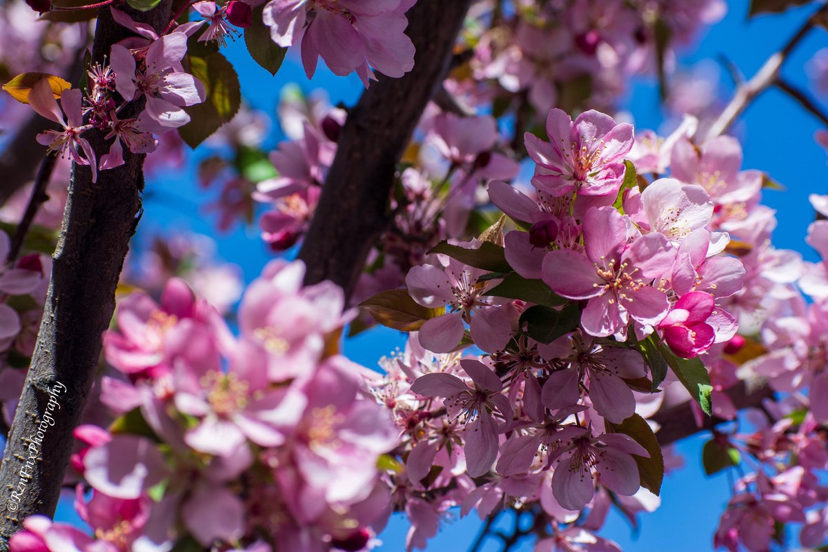 Rznfnxphoto's tweet photo. Japanese Flowering Crabapples from the spring
#NaturePhotography
#ornamentaltree
#crabapple https://t.co/Ua19y0t9im