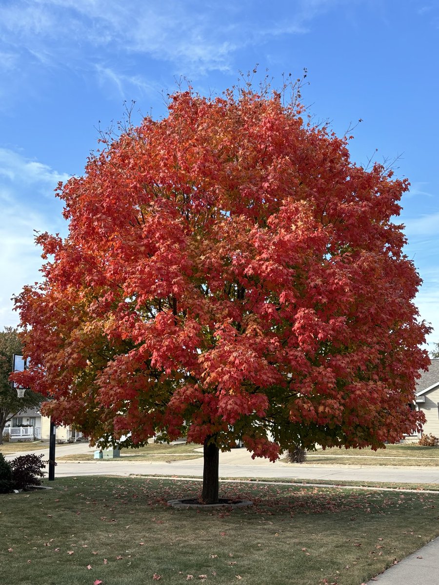 lgrimoskas's tweet photo. Appreciating the beauty of fall https://t.co/JfV69iNLX0