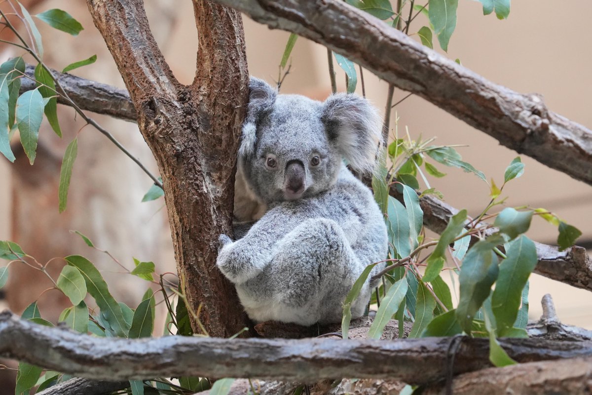 本日、#コアラの日 のコアラの様子です。 多摩動物公園のコアラ館の