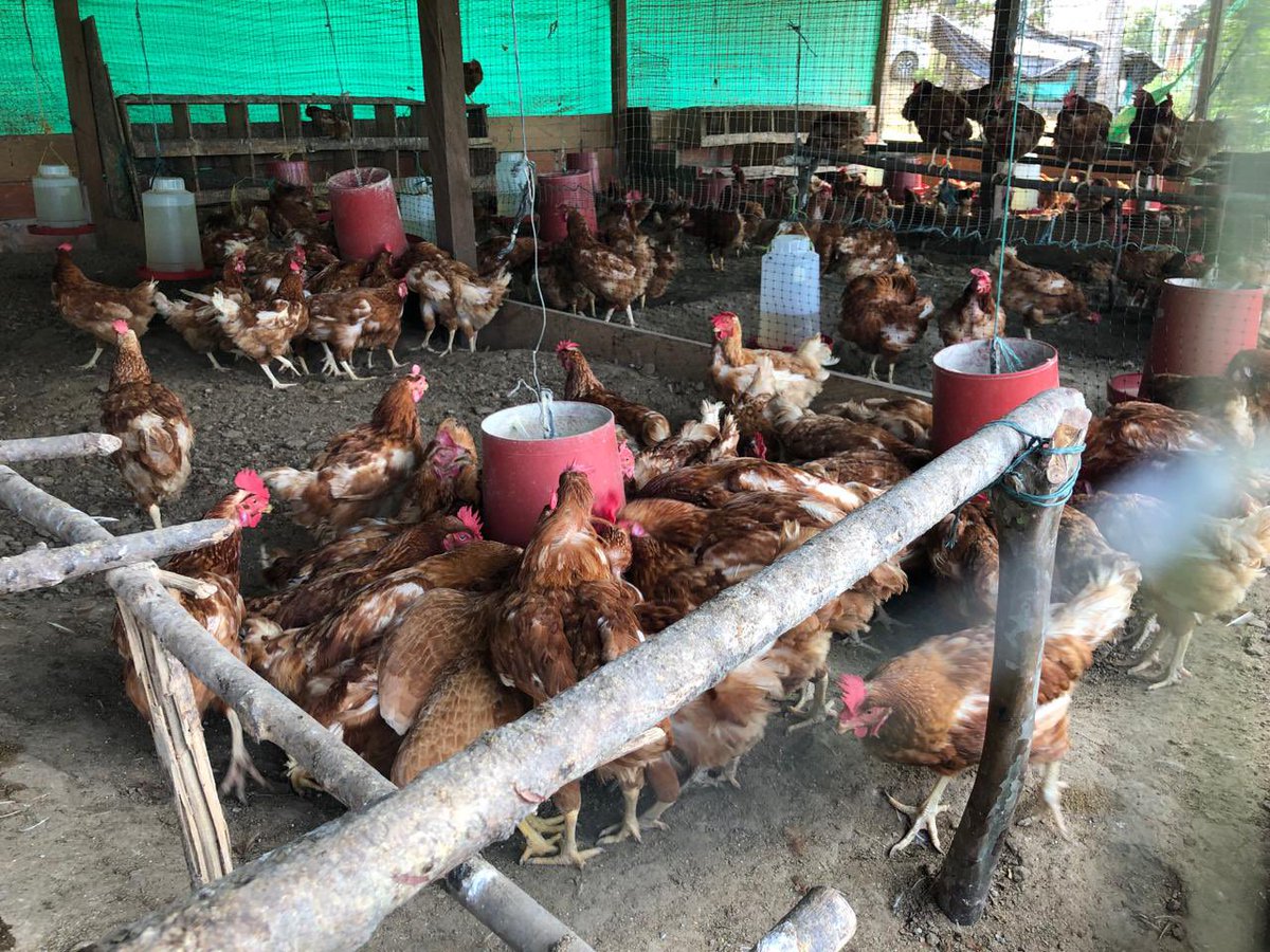 castridaniel_'s tweet photo. Sin Campo No Hay Futuro 🌱🐄🐓 Sin Campo No Hay Ciudad #sincamponohayfuturo #sincamponohayciudad #Segovia #Antioquia https://t.co/HwOBDeBUl1