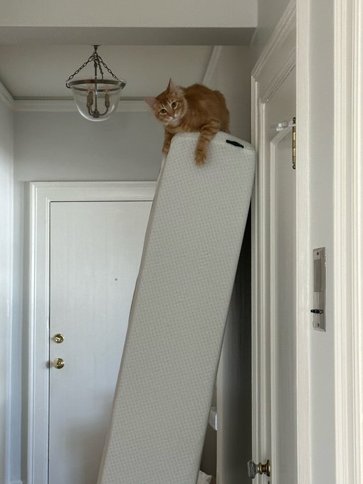 Get yourself a ginger kitty, I promise you won&rsquo;t regret it 😉 https://t.co/3Ox2aKOSUE