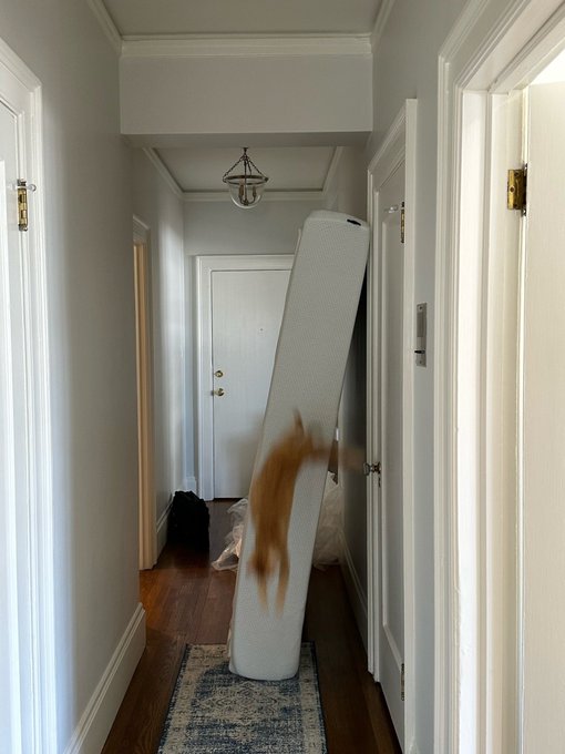 Get yourself a ginger kitty, I promise you won&rsquo;t regret it 😉 https://t.co/3Ox2aKOSUE