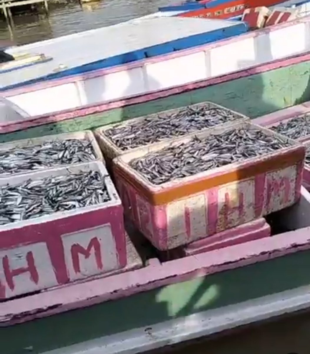 hasrlana80's tweet photo. Jumat(11/10), Hasriana, Luhkan Kab.Luwu, Melaporkan Hasil Tangkapan KUB Kebersamaan Desa Tirowali Kec. Ponrang. Hasil tangkapan Ikan Teri kurang lebih 900 Kg, harga jual 20.000/kg
#GiatLuhkanSatminkalMaros #luhlapor 
@BRPBAP3_Maros
@puslatluhkp 
@BRSDMKP
@kkpgoid https://t.co/2GlRKqU1CH
