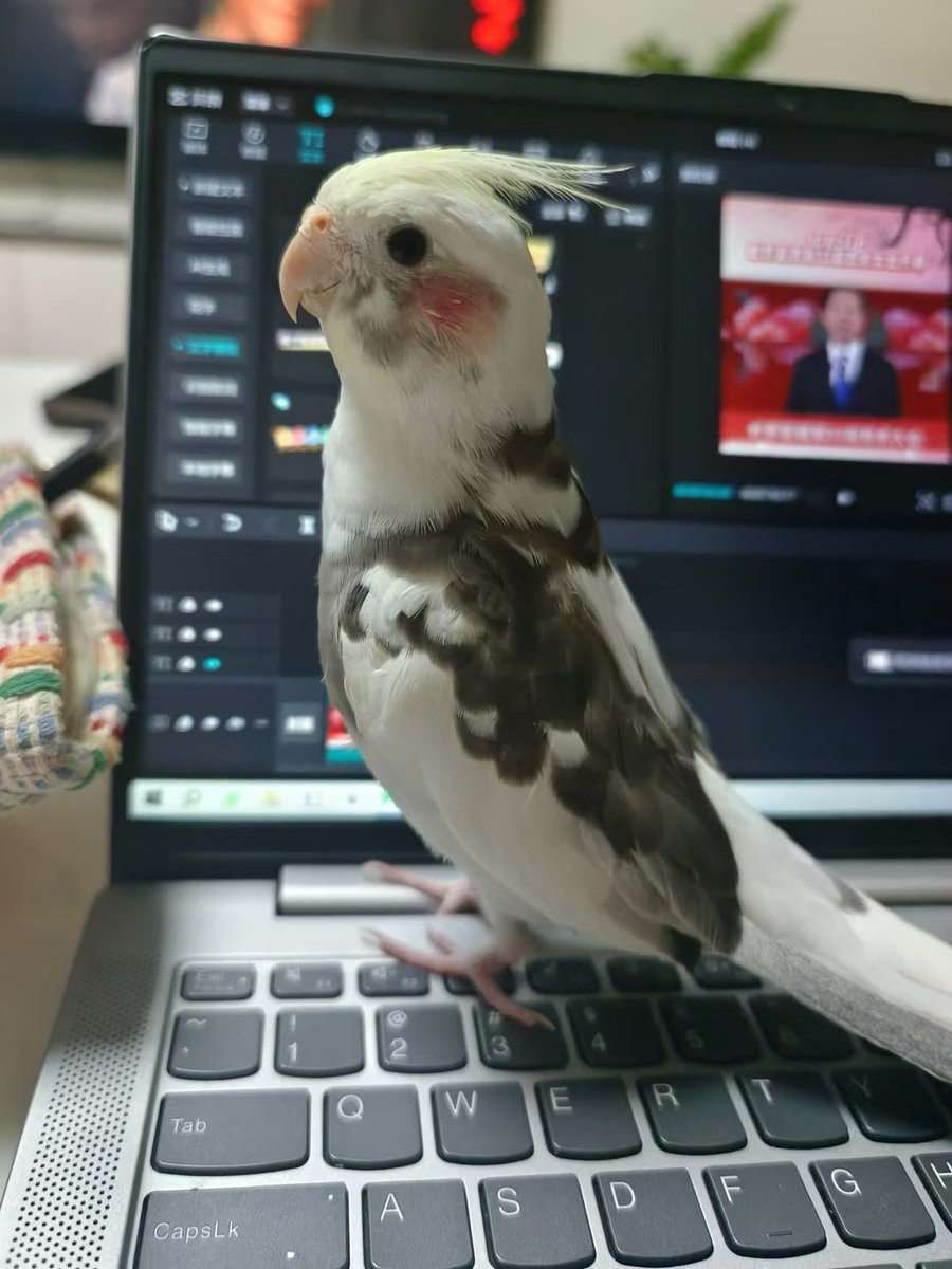 Aniled_'s tweet photo. 打工鳥 鳥鳥鳥 喵 https://t.co/jXz4YzUGXJ