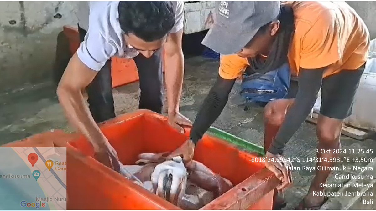 suendra3112's tweet photo. Kamis (3/10), Nyoman Suendra, Luhkan Kab. Jembrana, di KUB Mina Kusuma Jaya, ds.Candikusuma, kec.Melaya, melaporkan tangkapan Cumi-cumi, alat tangkap pancing, sebanyak 105 kg, harga 30000/kg
#GiatLuhkanSatminkalGONDOL #Jembrana #Tangkap
@bppsdm_gondol @bppsdm_kp @pusluhkp https://t.co/LCMxs5b2Zc