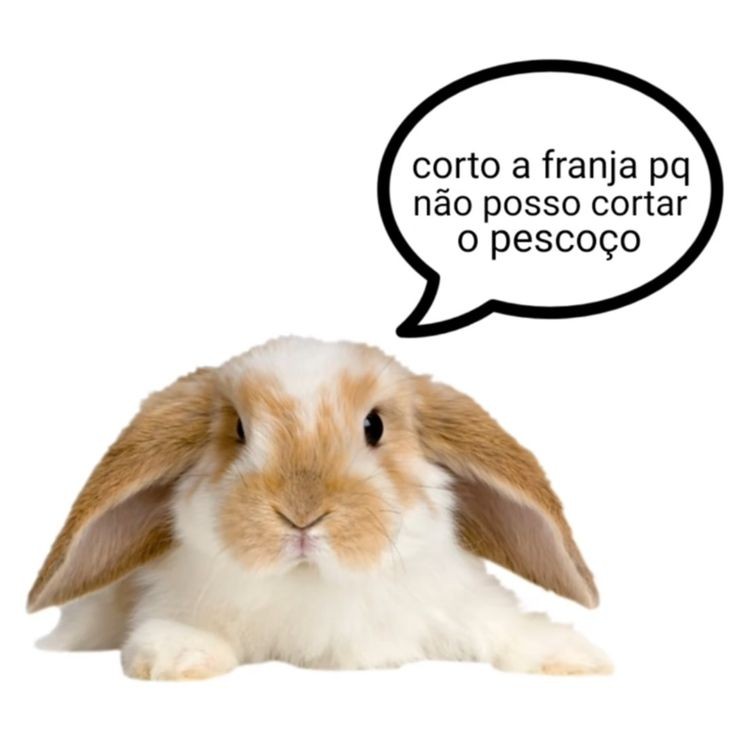 perfil dedicado a gatinhos e peitos (@odeiootaco) on Twitter photo 