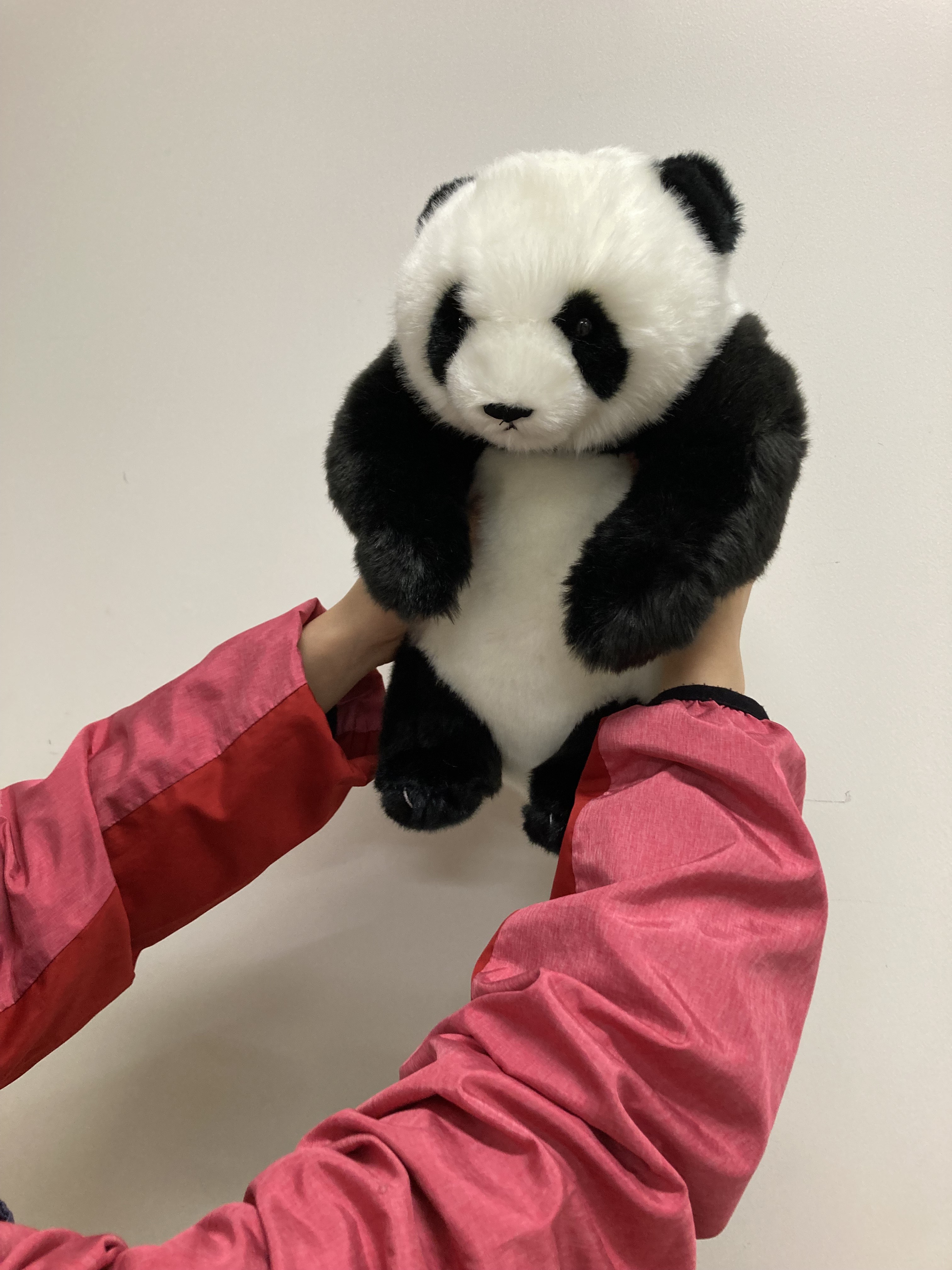 ぬいぐるみ 抱っこパンダ 上野動物園公式 黒く