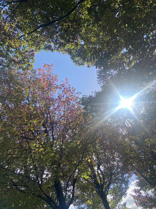 期日前投票行ってきました。おはようございます市役所前のアメリカ楓通り 