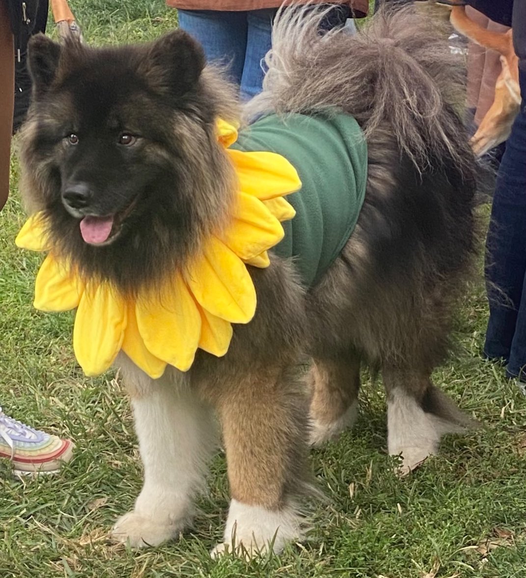 Saturday in Kalorama Park. Who will win? Competition starts at 1 pm. Free registration. #AdamsMorgan