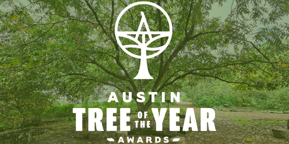 Have you voted for your favorite for the Austin Tree of the Year Awards? Visit treefolks.org/toty to cast your vote for the best trees on 2024!

Thanks to The Still Water Foundation for sponsoring the program and the City of Austin Parks and Recreation Department's support.