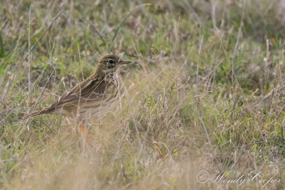 wendycooper22's tweet photo. Meadow Pipit 
First I've seen in ages!!
From a Wednesday Wander @RSPBMinsmere https://t.co/rPPBrIN2qo