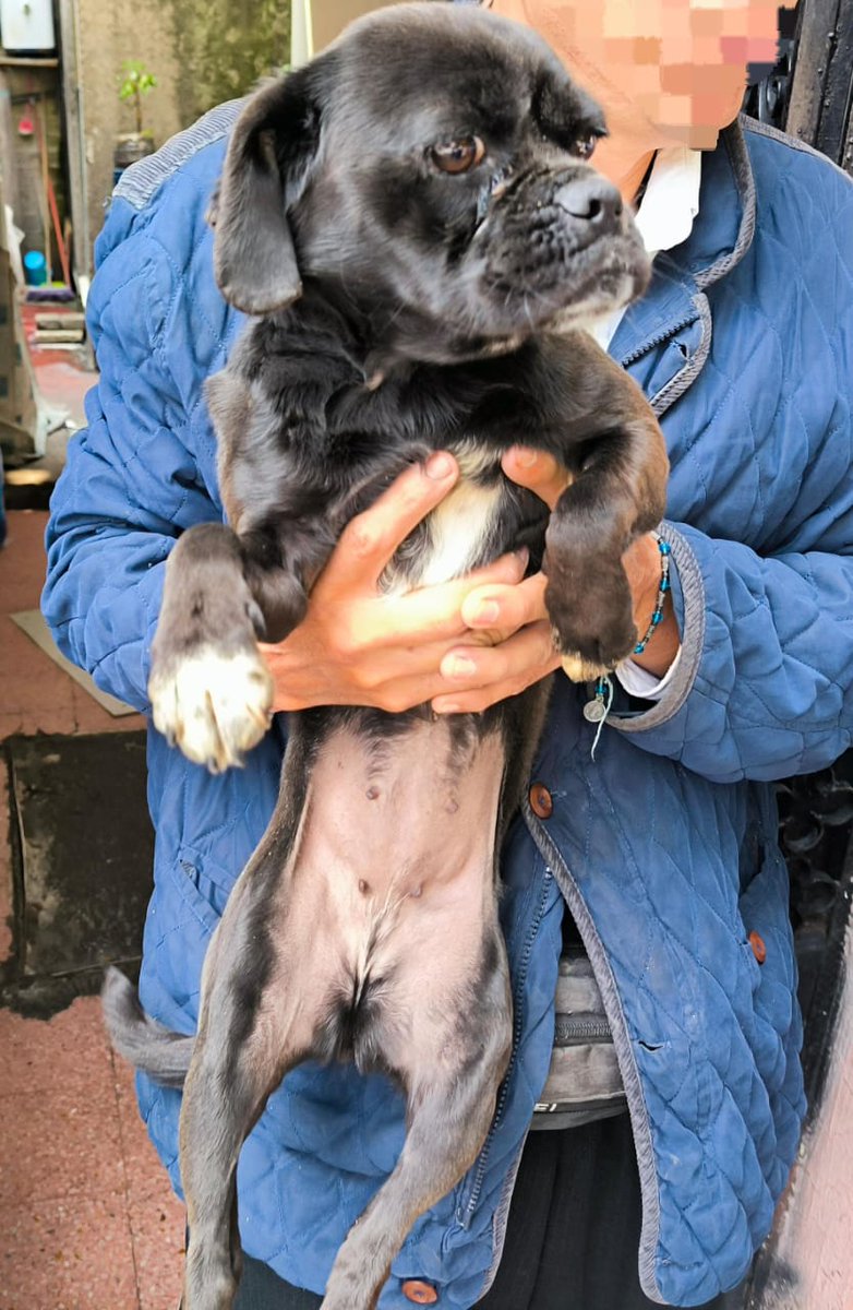 PAOTmx's tweet photo. Esta mañana, personal PAOT retiró a un perro 🐶 de un domicilio en #GAM que se encontraba amarrado permanentemente, sin protección al ambiente y sin acceso a agua. Una protectora independiente le dará atención veterinaria 🩺  y resguardo. Gracias. https://t.co/fWJ8lctMvM