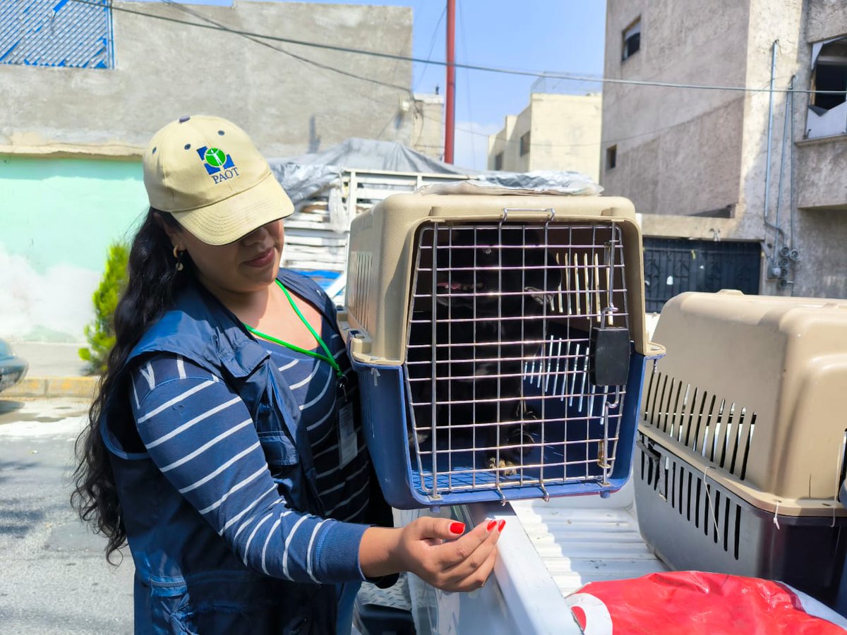 PAOTmx's tweet photo. Esta mañana, personal PAOT retiró a un perro 🐶 de un domicilio en #GAM que se encontraba amarrado permanentemente, sin protección al ambiente y sin acceso a agua. Una protectora independiente le dará atención veterinaria 🩺  y resguardo. Gracias. https://t.co/fWJ8lctMvM