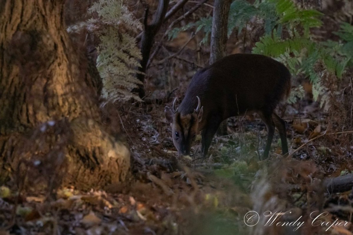 wendycooper22's tweet photo. Muntjac foraging for supper
In the woods @RSPBMinsmere https://t.co/RkhiX2tyK0