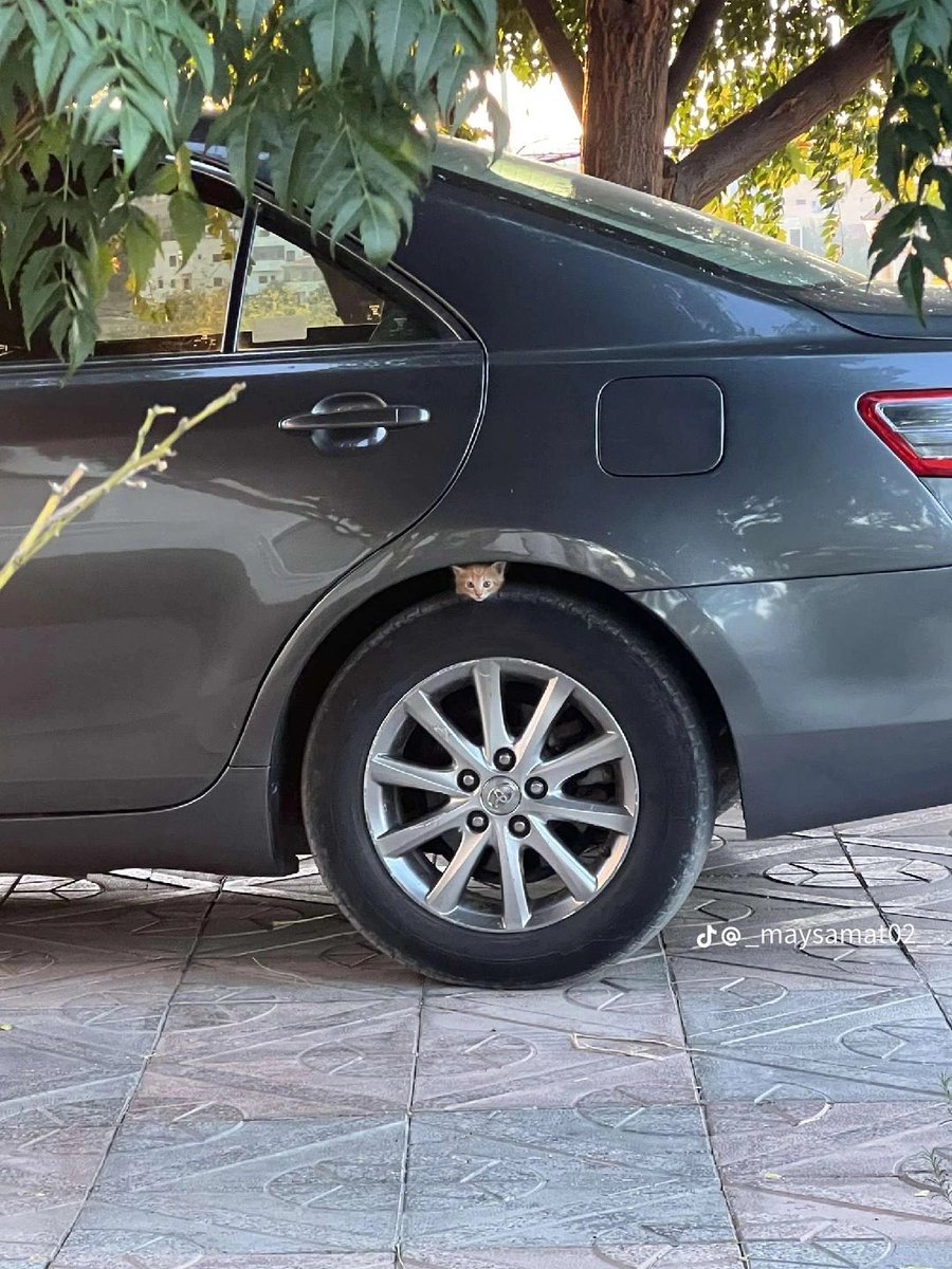 RiyadhCats tweet media