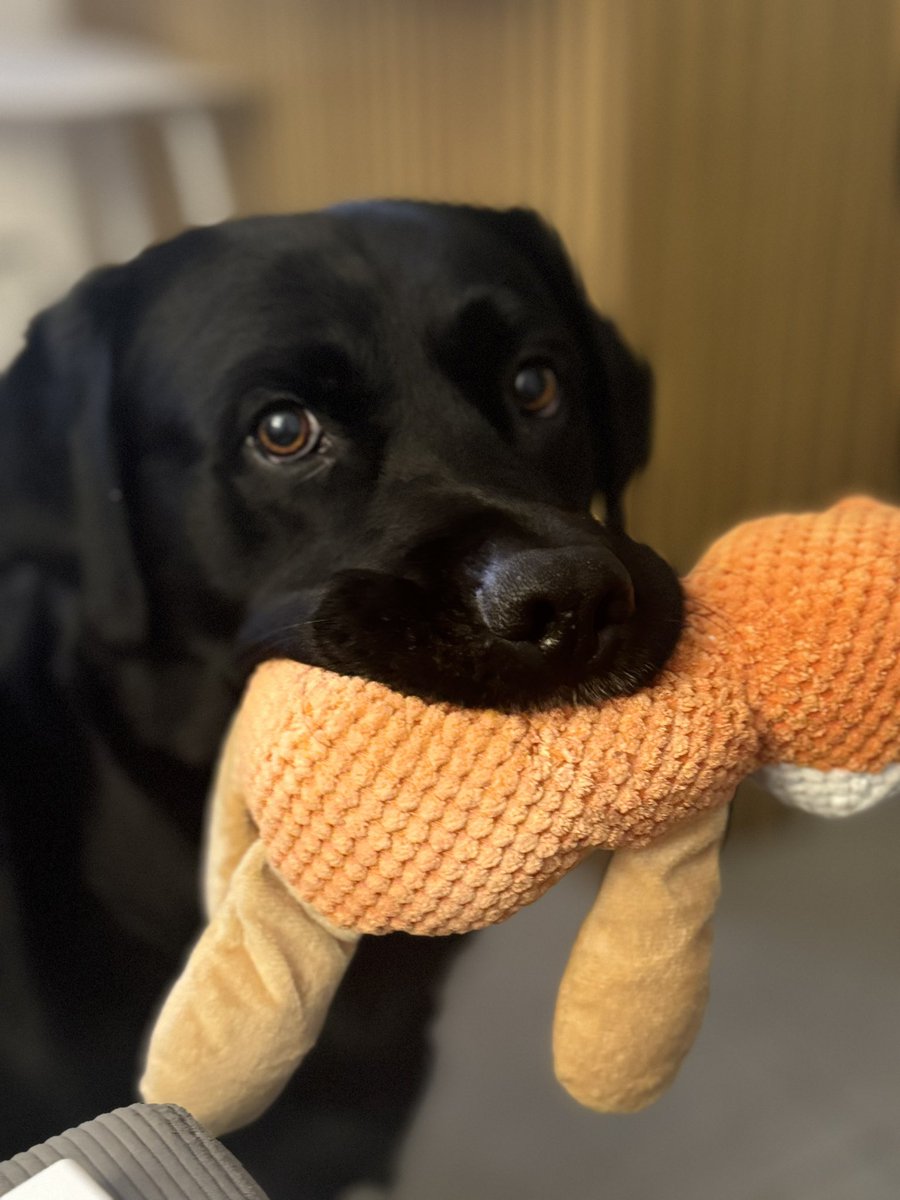 #blacklab Bruno and his new toy! 😍
