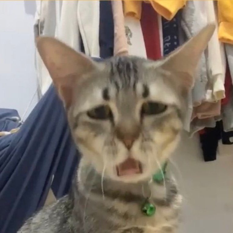 PunchingCat's tweet image. i have 2 sides