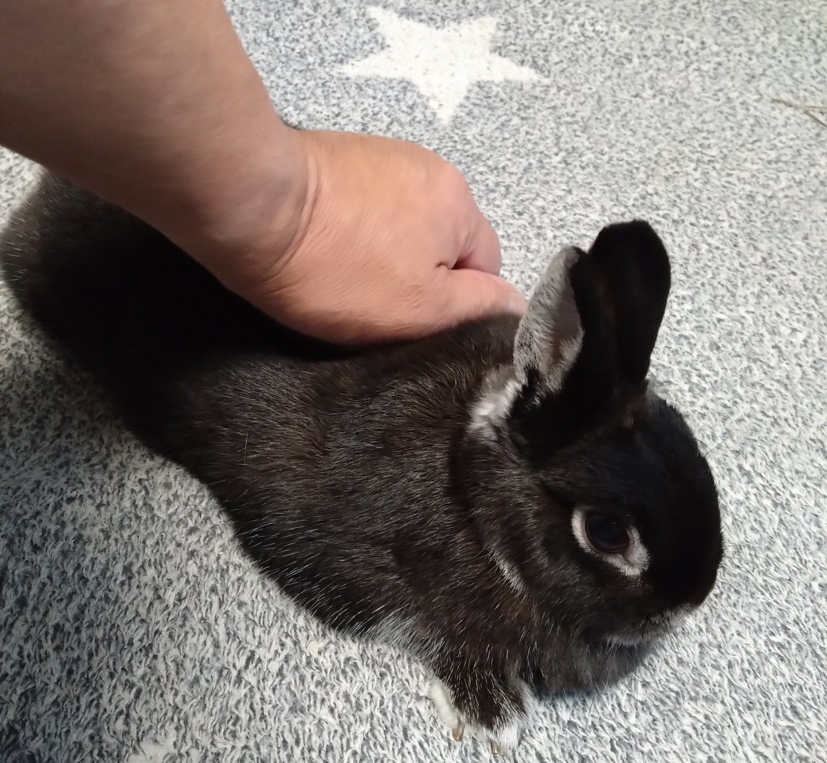 キノピオ tweet media