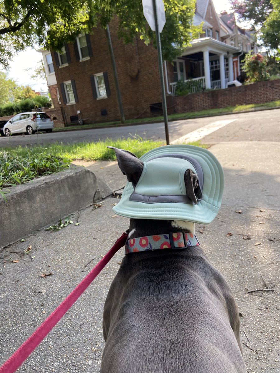 WeRateDogs tweet media