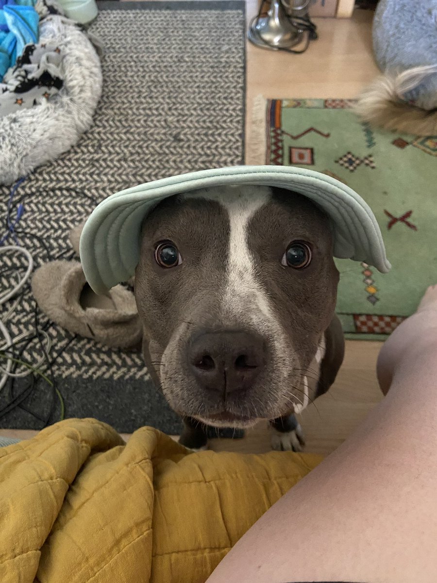 WeRateDogs tweet media