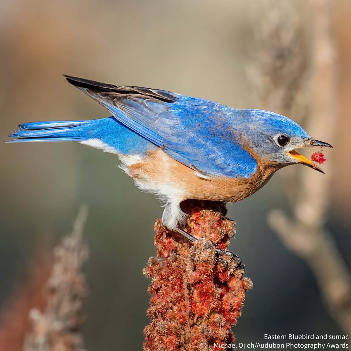 Do you know the difference between native plants, non-native plants, and invasive species? Learn these distinctions and how they impact the birds and other wildlife in your gardens and beyond—and get some #PlantsForBirds tips. #Texasnativeplantweek2024