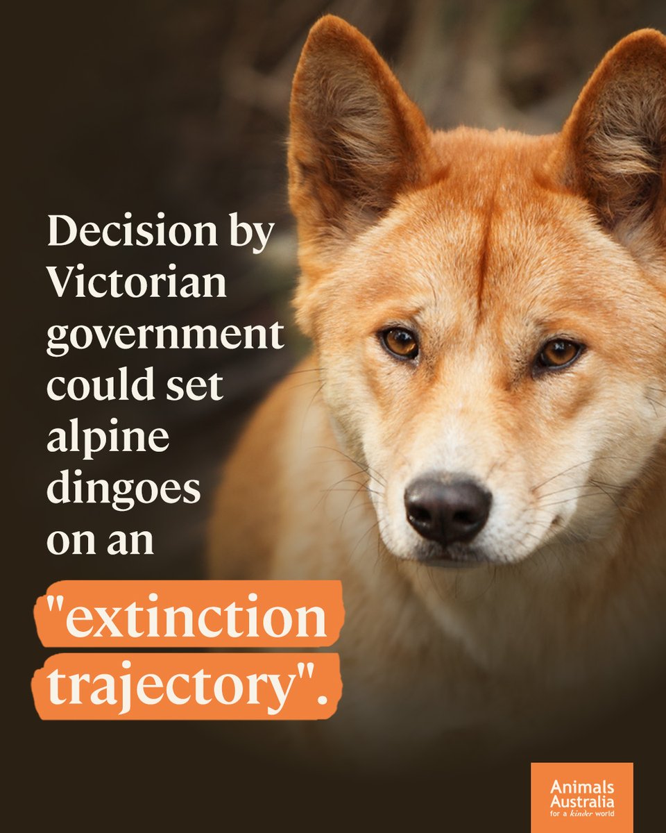 At least 468 dingoes were shot last year out of a population as small as 2,640 in Victoria — and the killing continues. 💔