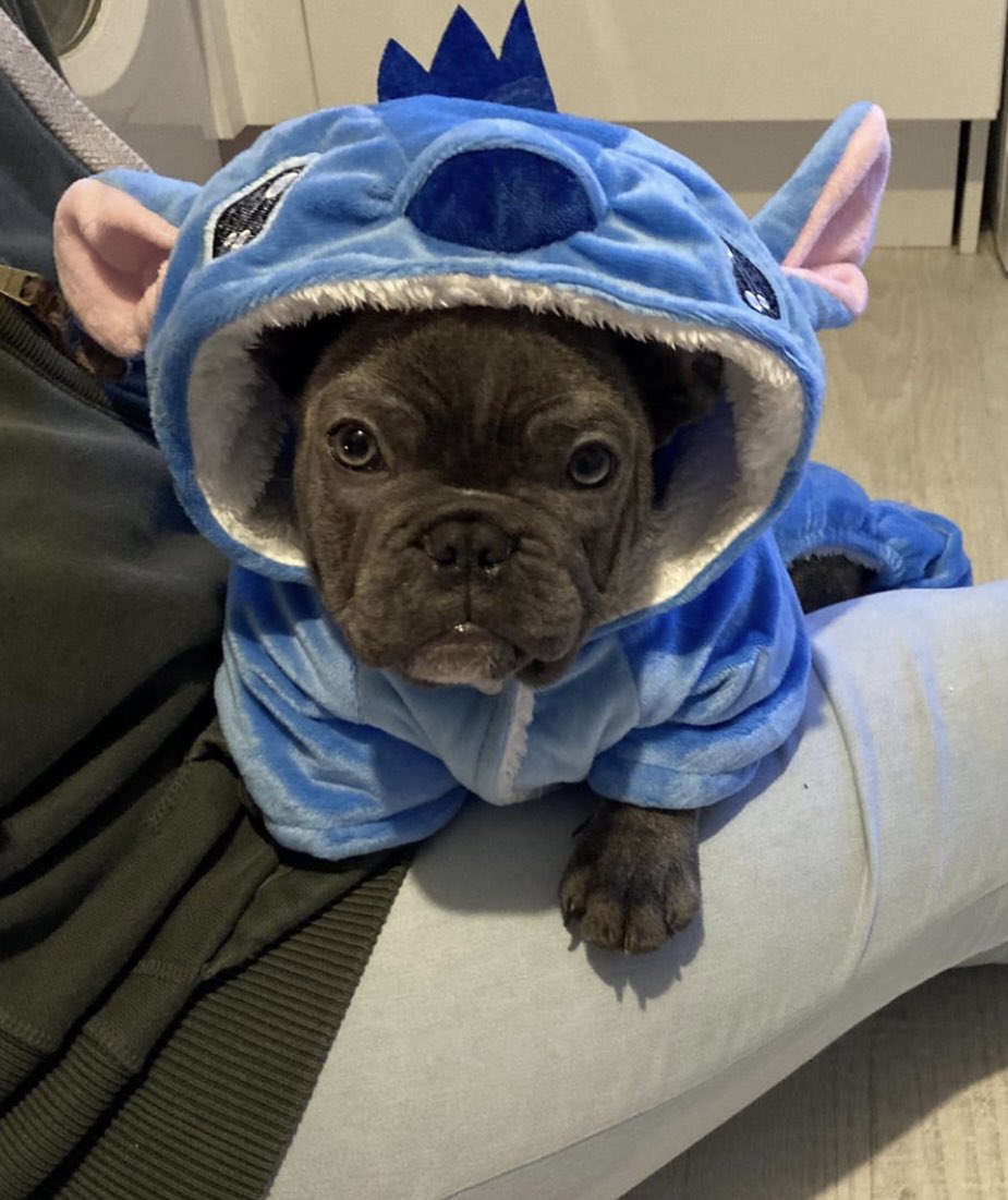 PawsAtHome's tweet image. 31 Days of #HowlOWeen: Somehow Stitch is even cuter 🥹🐶🎃 #PAH31Howl