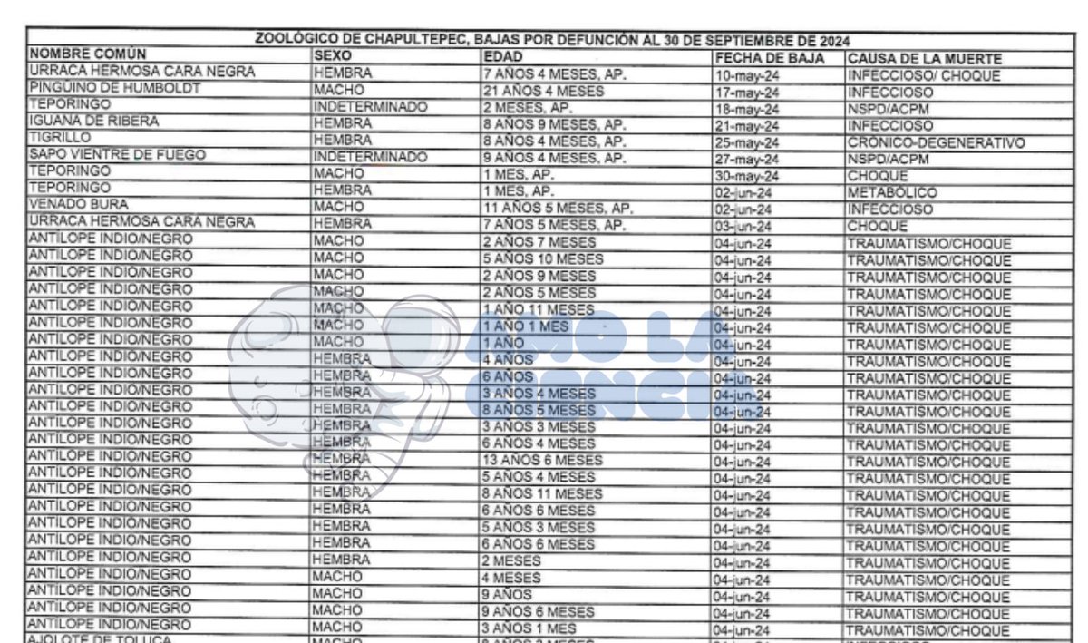 El legado de Martí Batres: 24 antílopes muertos el mismo día

Durante su gestión como Jefe de Gobierno de la Ciudad de México, Martí Batres permitió que continuara la pésima administración de los zoológicos capitalinos, lo que costó la vida de cientos de animales.

Tal es el caso
