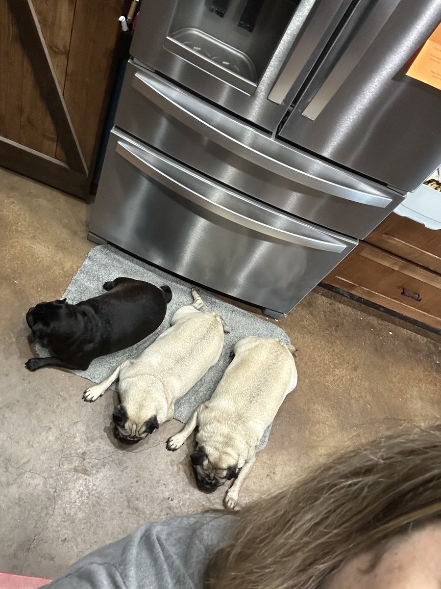 MrsGrayMarlin2's tweet photo. It’s always important to have good supervision when in the kitchen in case you drop something. #WyleeThePug #HowdeeThePug #PenelopeeThePug @Texas_Gray_MRLN https://t.co/PEuhF8PqaL