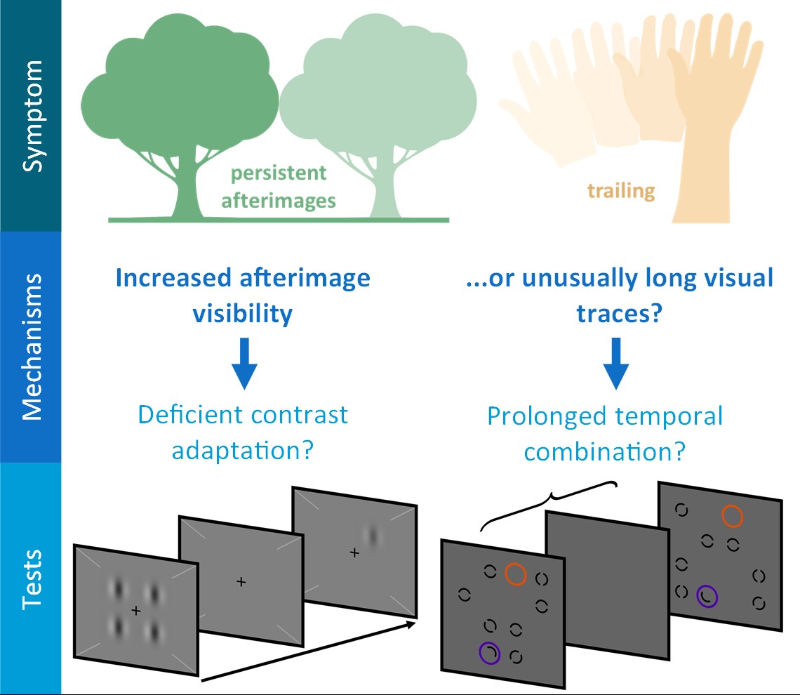 Congratulations to PhD student Cassandra Brooks and co-authors Joanne Fielding, Owen White, David Badcock and Allison McKendrick, who just published a paper exploring the phenotype and mechanisms of palinopsia (afterimages and/or trailing) in visual snow syndrome.