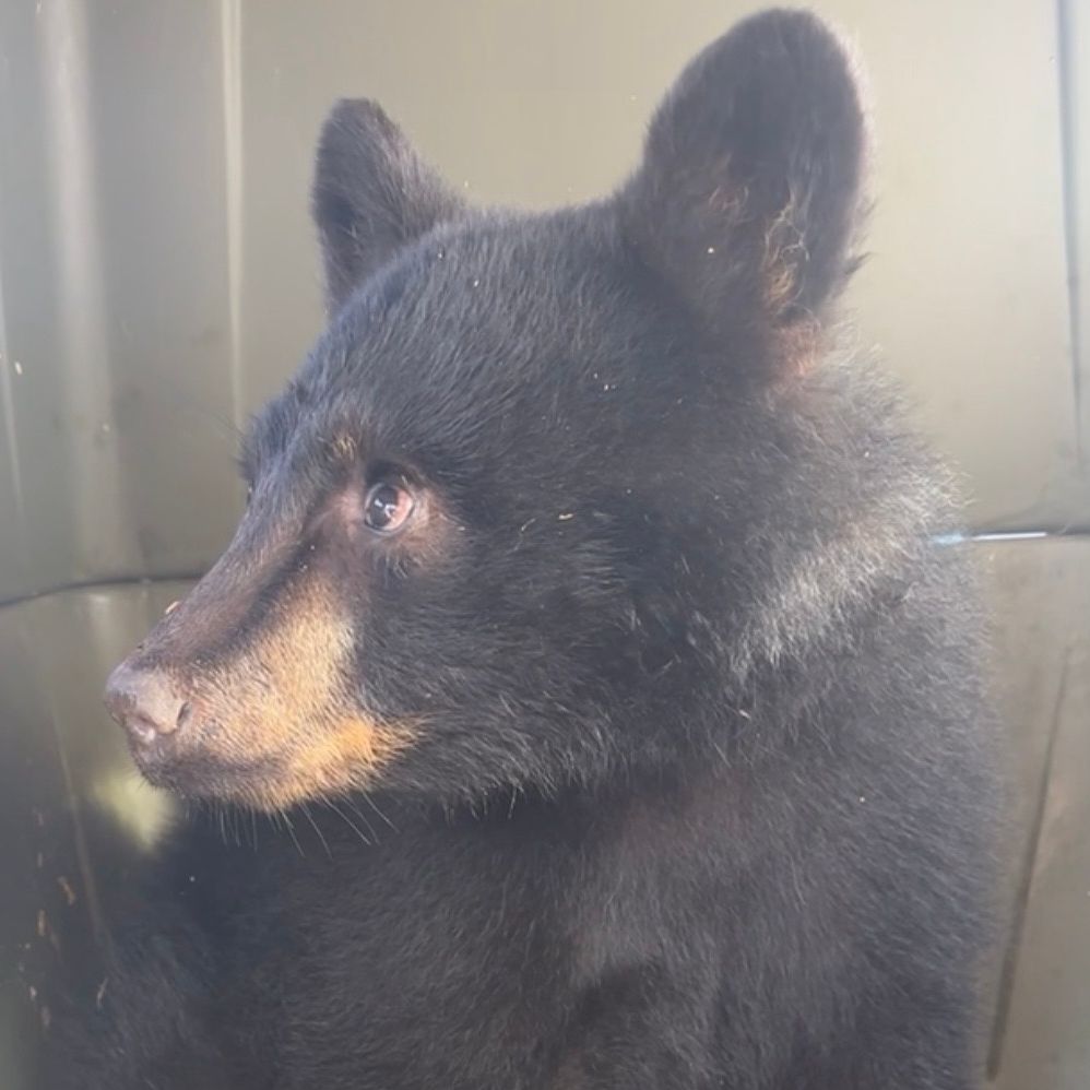 PacificCoastal's tweet photo. We had a very special passenger from Powell River! 🐻This orphaned bear cub was rescued by Powell River Orphaned Wildlife Society and transported on Pacific Coastal Airlines from Powell River to Vancouver on October 17!
Read more about the cub:
https://t.co/knjKx8E34M
#FlyPCA https://t.co/tBAzFUzGKN