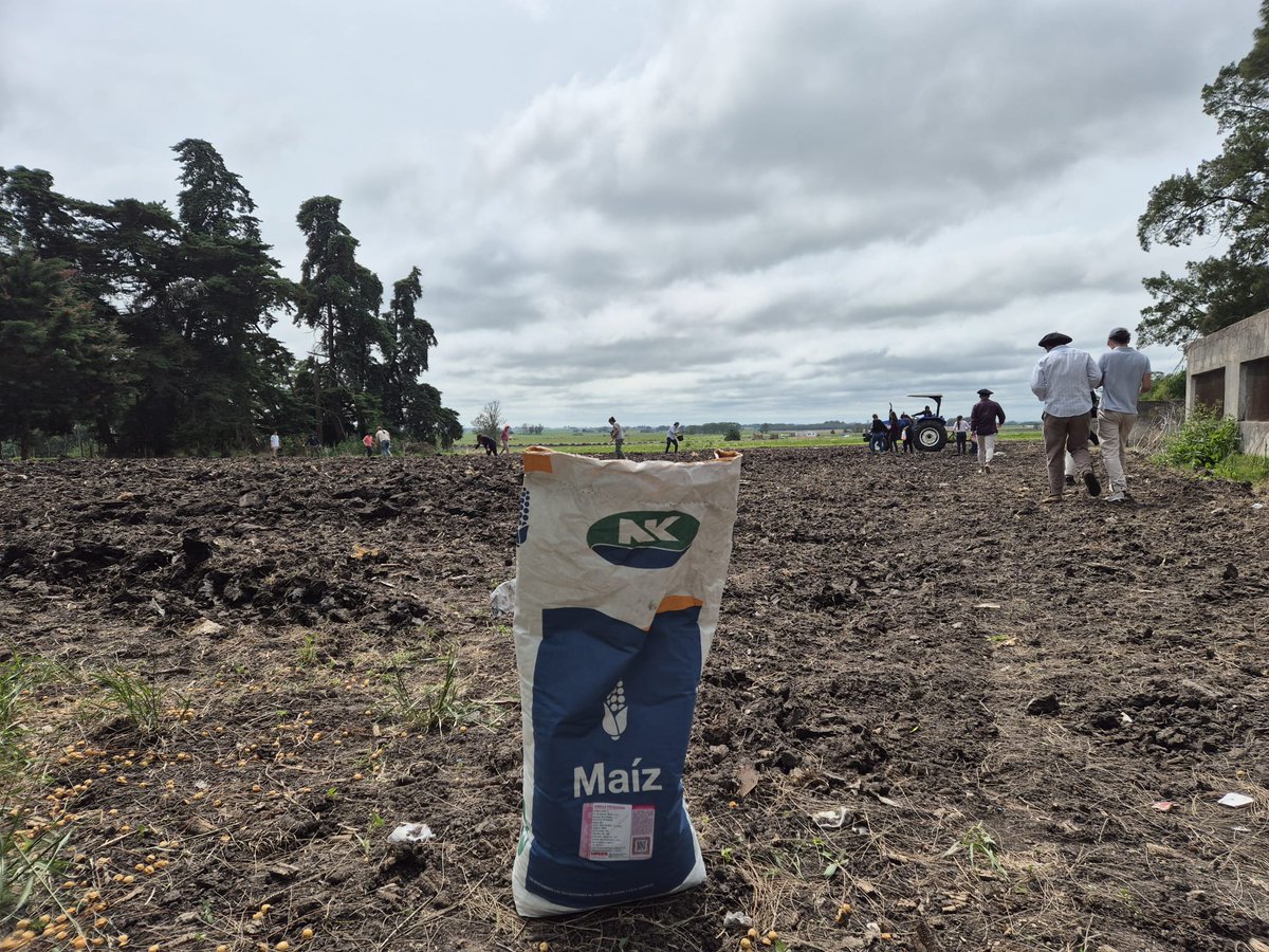 NK 870 Viptera3 de <a href="/NKSemillas/">NK Semillas</a> 
Siembra ensayo en UTU Sarandí Grande, Florida

Yalfín #sembrandoUruguay