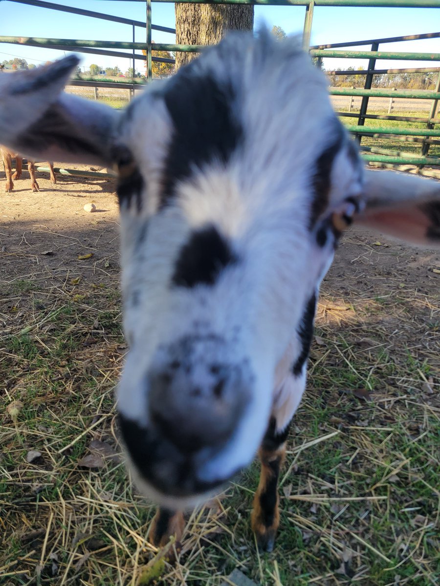 ⚔️ Hi, I switched to bsky and I'm not really rping anymore unless it's on discord. 
If you want my discord, shoot me a dm. Otherwise my bsky is bsky.app/profile/azhlap…
I hope to see yall there. 
(Goat for tax, his name is Fig)