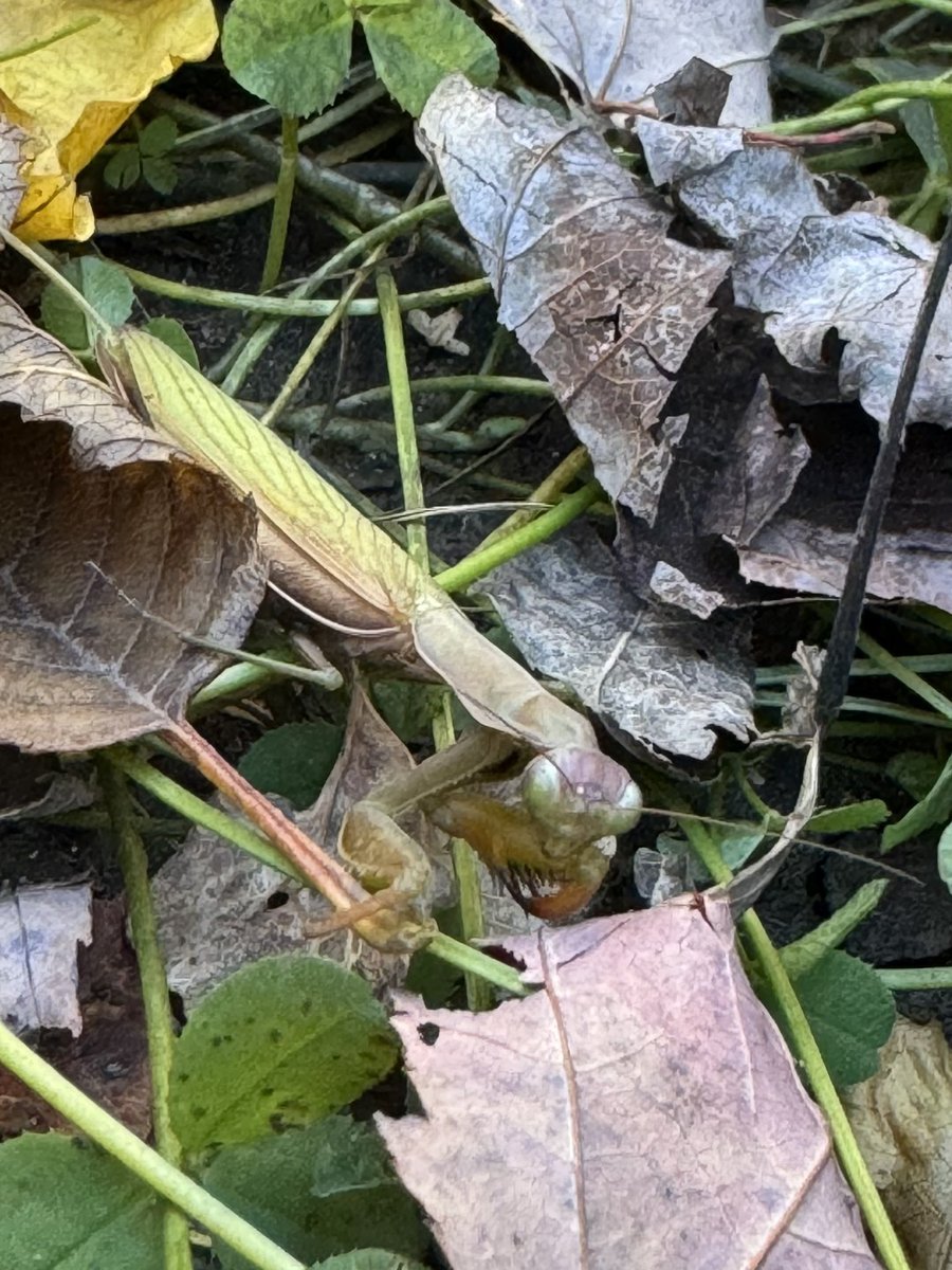 Anita Baudoux tweet media