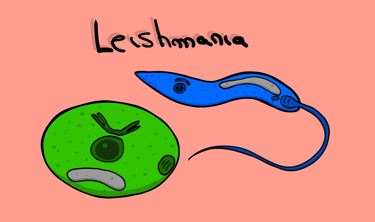 ImmuneHell's tweet photo. Immune hell first dlc  development just started!!!! Now veterinary troubles! I feel like a Ornstein and Smough vibe with this boss 🙂‍↕️ #indiegame
#gamedevs #mobilegame #immumology #immunity #game #indie #arcade #DLC  #veterinary #leishmania #boss #animal https://t.co/KyLqBzyK2g