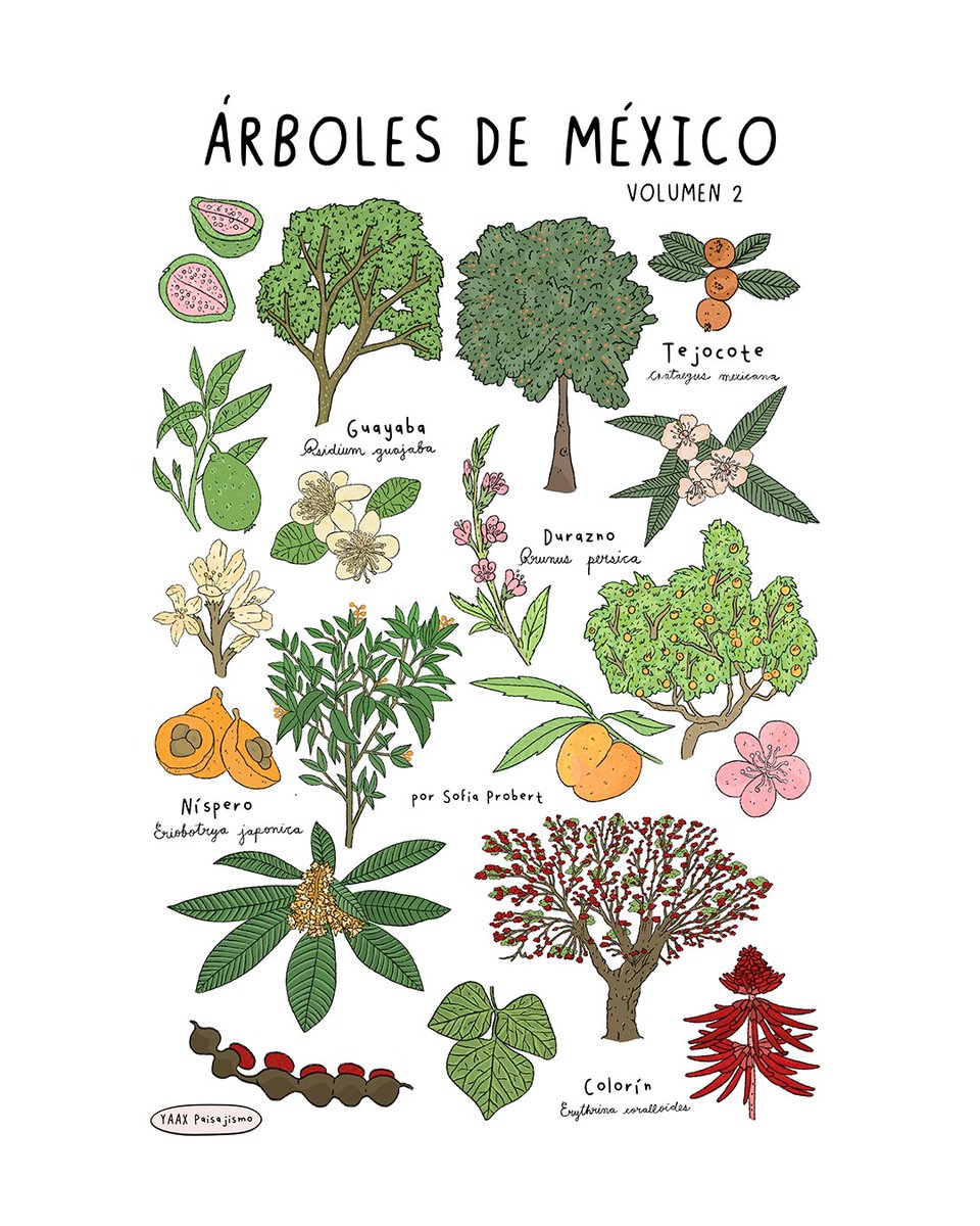 YaaxGroup's tweet photo. En este nuevo volumen de Árboles de México en colaboración con @sofia_probert , hicimos una selección de árboles con frutos o flores comestibles como en el caso del Colorín, que podemos encontrar comúnmente en el Valle de México. https://t.co/xQTyBSgk8N