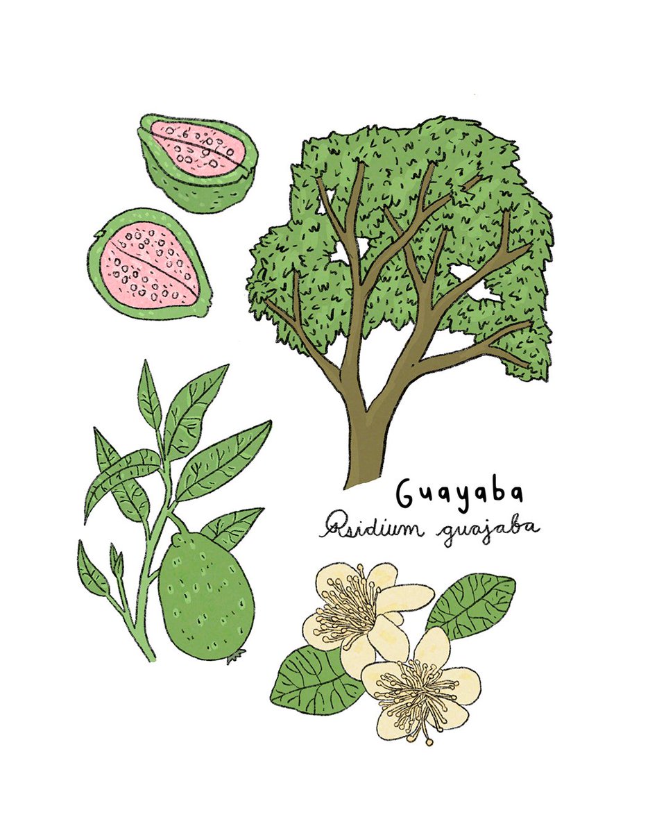 YaaxGroup's tweet photo. Organismos valiosos y hábitats para todo tipo de insectos, aves, mamíferos y otros animales. Sus frutos, flores y semillas significan una importante fuente de alimento para muchos seres vivos y sus ramas son hogar de otras especies de plantas y líquenes. https://t.co/KkicBp71rB