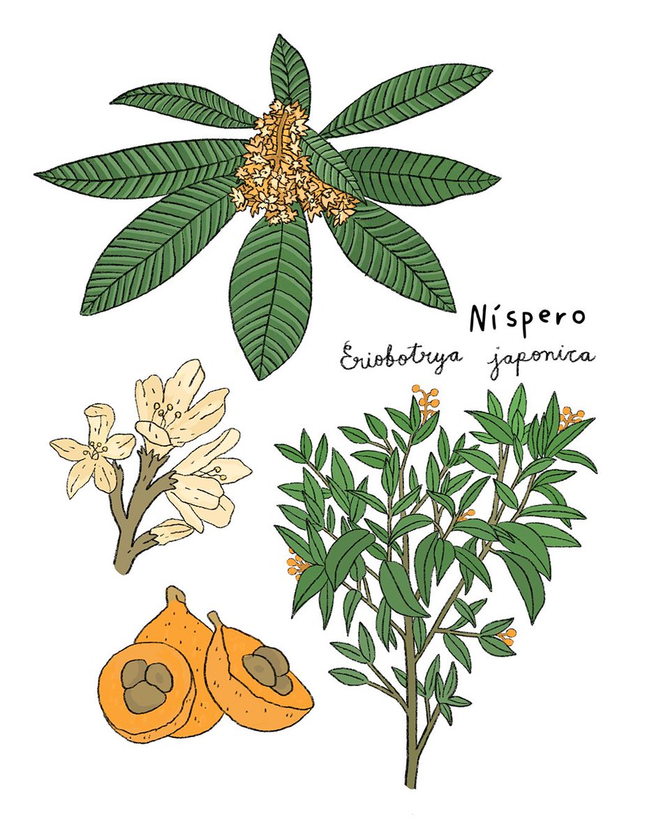 YaaxGroup's tweet photo. Organismos valiosos y hábitats para todo tipo de insectos, aves, mamíferos y otros animales. Sus frutos, flores y semillas significan una importante fuente de alimento para muchos seres vivos y sus ramas son hogar de otras especies de plantas y líquenes. https://t.co/KkicBp71rB