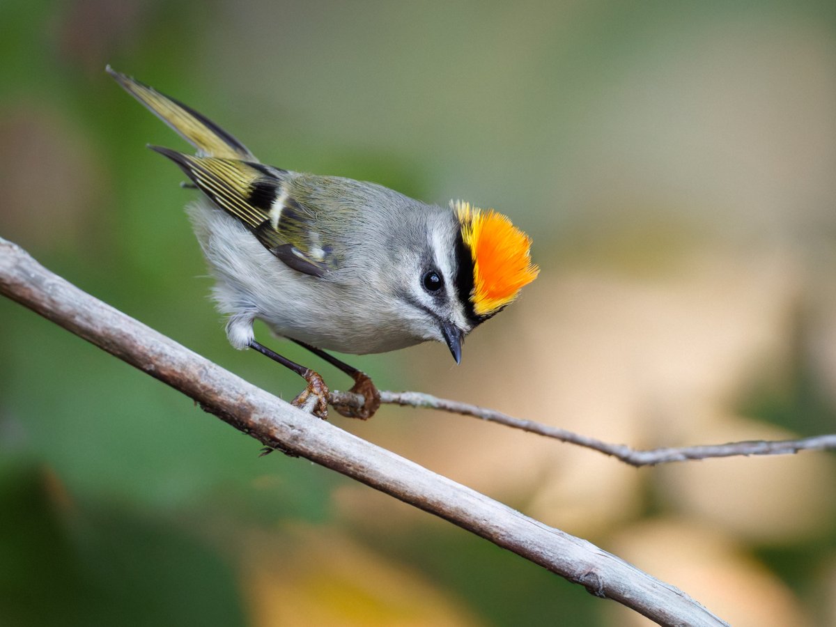 👑 Golden-crowned Kinglet 👑