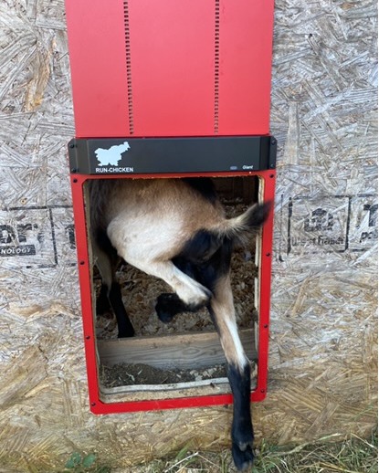 RUN - CHICKEN (@runchickendoor) on Twitter photo Guess who’s the G.O.A.T. of using the Run-Chicken Giant door? 🐐
Big thanks to Sunrise Farm on the hill for sharing these awesome goat photos! We love seeing how our doors are used on your farms! Got photos of your own? Send them to my@run-chicken.com #chickens #GOAT Guess who’s the G.O.A.T. of using the Run-Chicken Giant door? 🐐
Big thanks to Sunrise Farm on the hill for sharing these awesome goat photos! We love seeing how our doors are used on your farms! Got photos of your own? Send them to my@run-chicken.com #chickens #GOAT