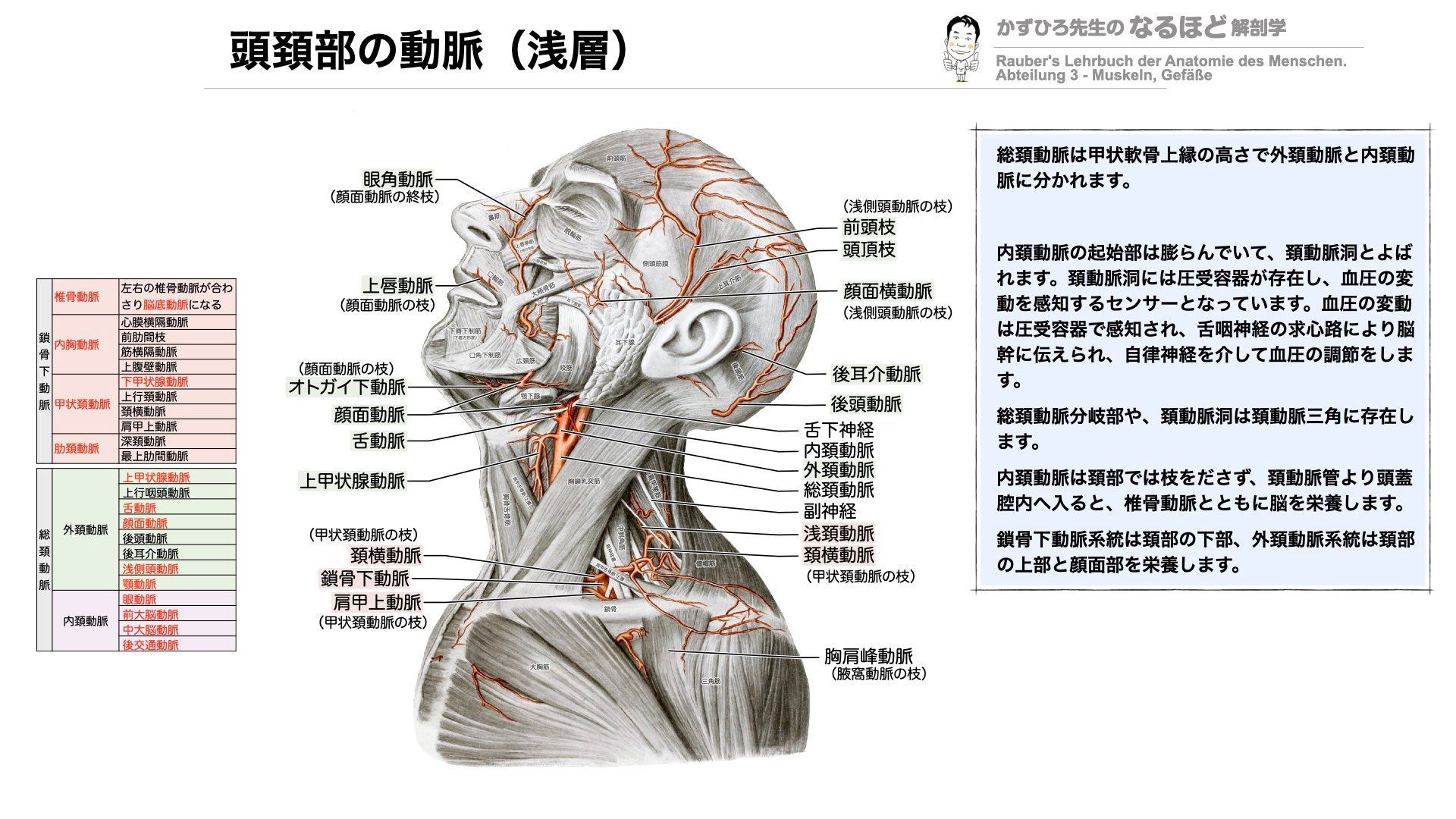 黒澤一弘（かずひろ）解剖学IT教育・指圧師・ラダック على X