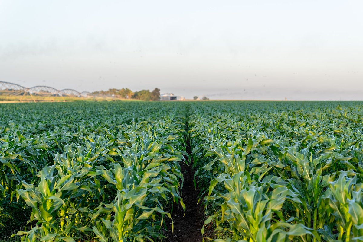 Operational crop management and timing can benefit from N banding high rates fertiliser at or prior to sowing. Learn more at our latest Insight.

bit.ly/4eXsR1N
