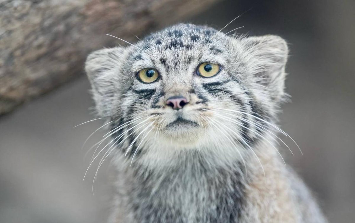 Daily Manul tweet media