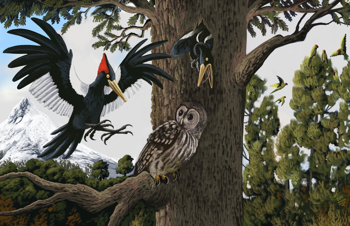 Very proud to announce I just won first place on a nationwide illustration contest organized by <a href="/cipamexac/">Soc para el Estudio y Cons de las Aves en México</a>! My entry depicts the Imperial woodpecker, the largest in the world, as well as the thick billed parrot and the Mexican barred owl near the Nevado de Colima volcano!