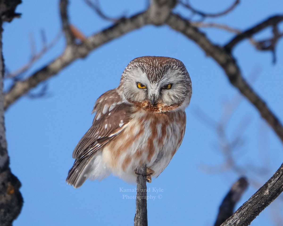 KamalaKyle's tweet photo. A tiny owl with bitchy-resting-face-syndrome

#northernsawwhetowl #sawwhetowl #sawwhet #calgaryowl #calgaryowls #owlsofcalgary #yycowls #owlsofyyc #calgarybirds #birdsofyyc #yycbirds #calgarywildlife #yycwildlife #urbanwildlifeyyc #albertaowl #albertaowls #owlberta #owlsofalberta https://t.co/J2DwrgbYwM