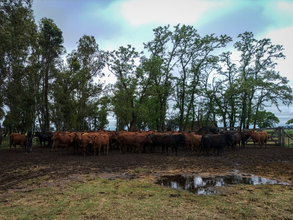GarroteEuse's tweet photo. Hoy estuvimos realizando inseminación artificial a tiempo fijo en Saladillo junto a un equipo increíble de profesionales. 
La IATF mejora la eficiencia reproductiva y permite el uso de genética superior, optimizando recursos y resultados en el rodeo. 🐄
#IATF #Ganadería https://t.co/60A0qSh5gt